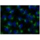 CaBP1 Antibody (A-4) - Immunofluorescence - Image 143147 