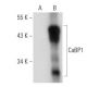 CaBP1 Antibody (F-5) - Western Blotting - Image 319294