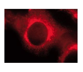 CaBP4 Antibody (D-6) - Immunofluorescence - Image 142094 