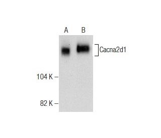 Cacna2d1 Antibody (E-10) - Western Blotting - Image 282447 