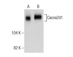 Cacna2d1 Antibody (E-10) | SCBT - Santa Cruz Biotechnology
