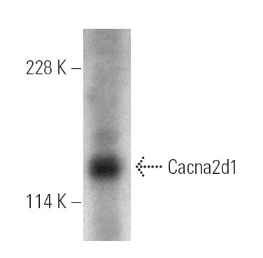 Cacna2d1 Antibody (E-10) | SCBT - Santa Cruz Biotechnology