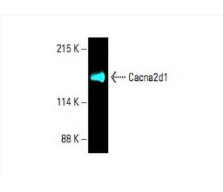 Cacna2d1 Antibody (E-10) | SCBT - Santa Cruz Biotechnology