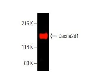Cacna2d1 Antibody (E-10) | SCBT - Santa Cruz Biotechnology