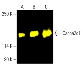 cacna2d1-antibody-e-10-western