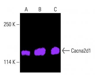 Cacna2d1 Antibody (E-10) | SCBT - Santa Cruz Biotechnology