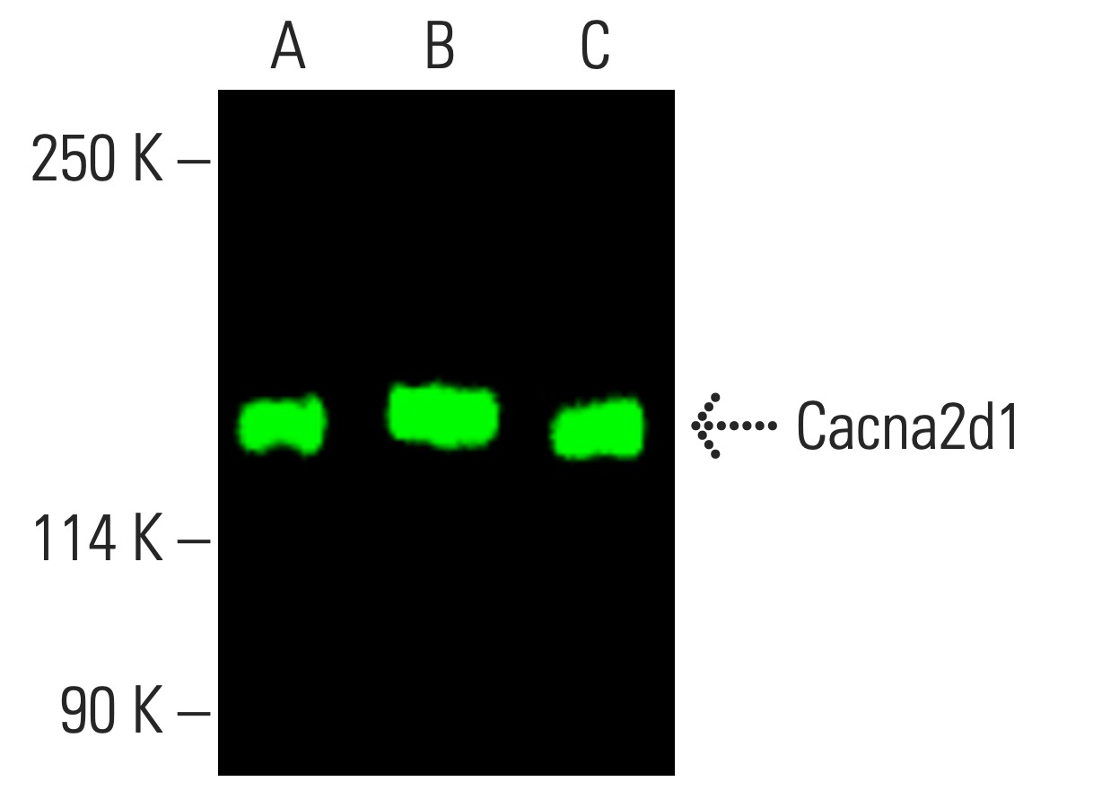 cacna2d1-antibody-e-10-western