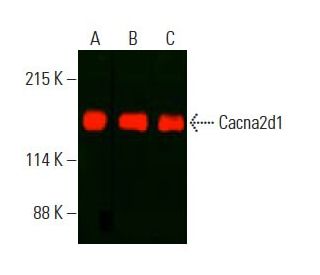 Cacna2d1 Antibody (E-10) - Western Blotting - Image 396053