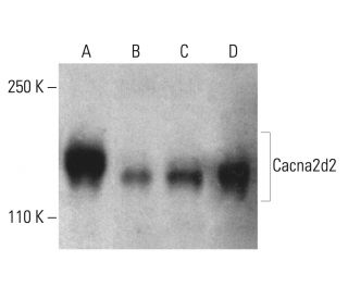 Cacna2d2 Antibody (G-5) - Western Blotting - Image 401533 