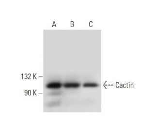 Cactin Antibody (C-2) - Western Blotting - Image 325077 