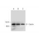 Cactin Antibody (C-2) - Western Blotting - Image 325077 