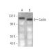 Cactin Antibody (C-2) - Western Blotting - Image 373279
