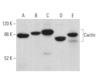 Cactin Antibody (D-10) - Western Blotting - Image 370130 