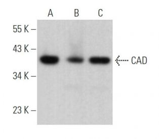 western blotting image from recommended CAD (F-11) monoclonal antibody replacement. Image 363834