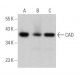 western blotting image from recommended CAD (F-11) monoclonal antibody replacement. Image 363834