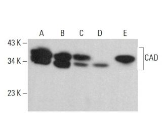 CAD Antibody (G-11) - Western Blotting - Image 382097 
