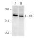 CAD Antibody (H-1) - Western Blotting - Image 342
