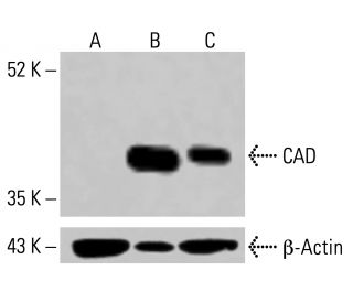 CAD Antibody (G-11) - Western Blotting - Image 415197