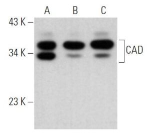 CAD Antibody (G-11) - Western Blotting - Image 363803