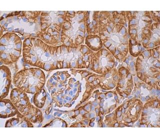 cadherin-16 Antibody (E-7) - Immunohistochemistry - Image 386819 