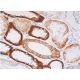 cadherin-16 Antibody (H-10) - Immunohistochemistry - Image 386818 