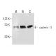 cadherin-19 Antibody (D-1) - Western Blotting - Image 164515 
