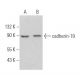 cadherin-19 Antibody (D-1) - Western Blotting - Image 365920