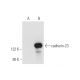 cadherin-23 Antibody (A-5) - Western Blotting - Image 65971