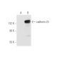 cadherin-23 Antibody (H-7) - Western Blotting - Image 65969 