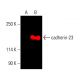 cadherin-23 Antibody (H-7) - Western Blotting - Image 404156 