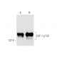 CAF-1 p150 Antibody (C-3) - Western Blotting - Image 58263