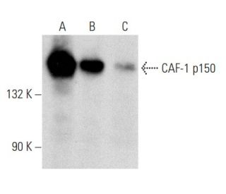 CAF-1 p150 Antibody (C-3) - Western Blotting - Image 358408 