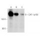 CAF-1 p150 Antibody (C-3) - Western Blotting - Image 358408 