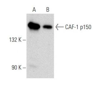 CAF-1 p150 Antibody (C-5) - Western Blotting - Image 358406 