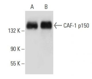 western blotting image from recommended CAF-1 p150 (D-1) monoclonal antibody replacement. Image 41558
