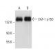 western blotting image from recommended CAF-1 p150 (D-1) monoclonal antibody replacement. Image 41558