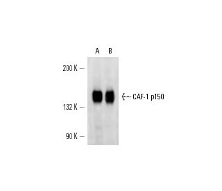 CAF-1 p150 Antibody (p150-48) - Western Blotting - Image 14849 