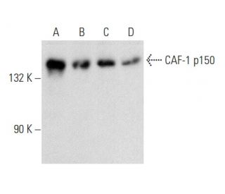 CAF-1 p150 Antibody (SS 1 1-13) - Western Blotting - Image 358405 