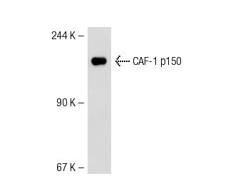 CAF-1 p150 Antibody (p150-1) - Western Blotting - Image 51312