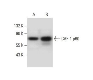 CAF-1 p60 Antibody (B-10) - Western Blotting - Image 297839 