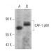 CAF-1 p60 Antibody (B-10) - Western Blotting - Image 366979