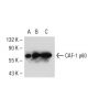 CAF-1 p60 Antibody (SS 53) - Western Blotting - Image 50708 