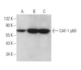 CAF-1 p60 Antibody (SS 53) - Western Blotting - Image 370897 