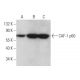 CAF-1 p60 Antibody (SS 53) - Western Blotting - Image 370897 