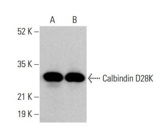 Calbindin D28K Antibody (D-4) - Western Blotting - Image 378752