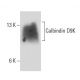 Calbindin D9K Antibody (D-5) - Western Blotting - Image 17021