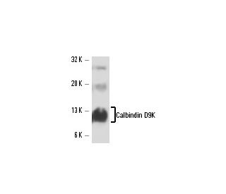 Calbindin D9K Antibody (F-6) - Western Blotting - Image 16315