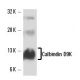 Calbindin D9K Antibody (F-6) - Western Blotting - Image 16315