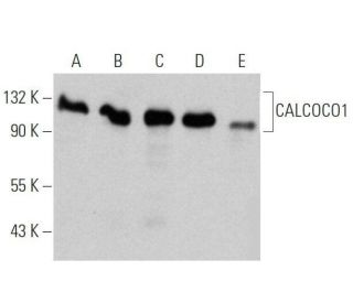 CALCOCO1 Antibody (A-10) - Western Blotting - Image 356252 