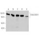 CALCOCO1 Antibody (A-10) - Western Blotting - Image 356252 